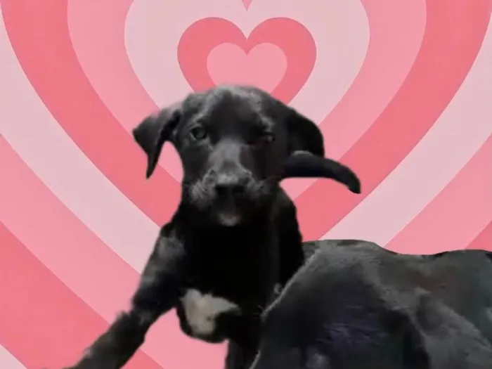 Cachorro raça Srd  idade 2 a 6 meses nome Annie bb3meses 