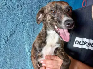 Cachorro raça Pinscher com srd  idade 7 a 11 meses nome Molly porteP 10meses