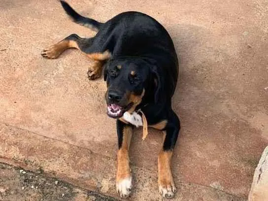 Cachorro ra a Rottweiler com vira-lata idade 7 a 11 meses nome Nina