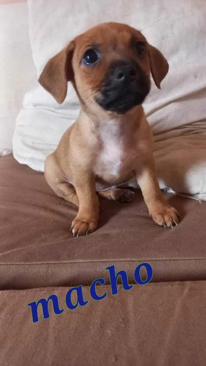 Cachorro ra a SRD idade Abaixo de 2 meses nome Filhote de cachorro