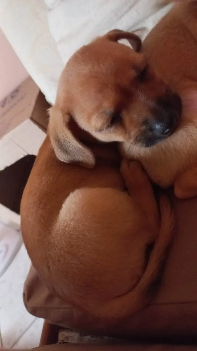 Cachorro ra a SRD idade Abaixo de 2 meses nome Filhote de cachorro