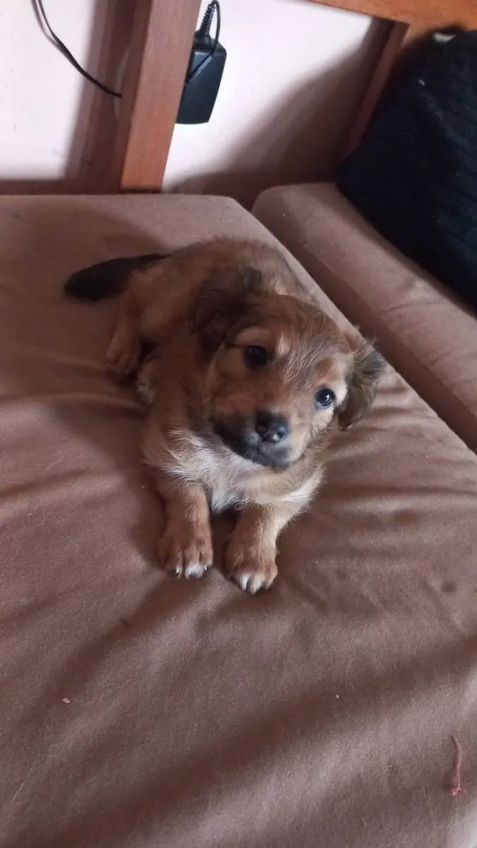 Cachorro ra a SRD idade Abaixo de 2 meses nome Filhote de cachorro