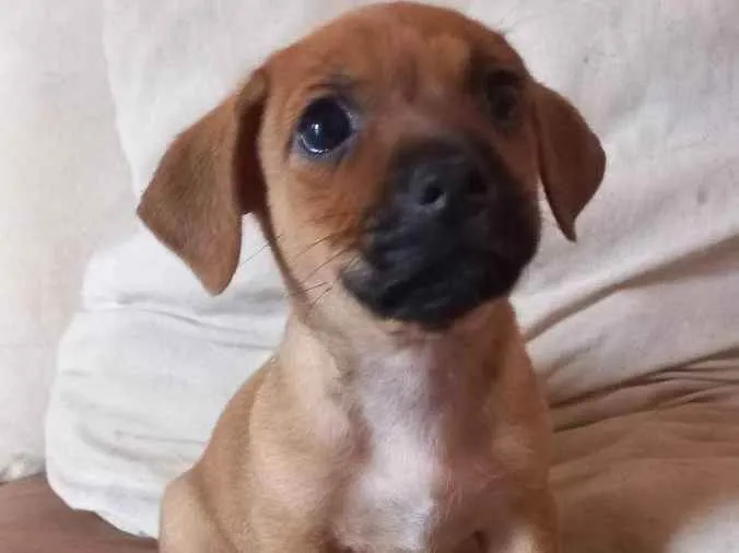 Cachorro ra a SRD idade Abaixo de 2 meses nome Filhote de cachorro