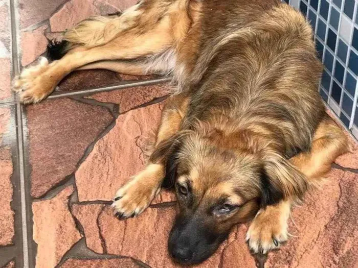 Cachorro ra a Vira Lata idade 7 a 11 meses nome Isadora