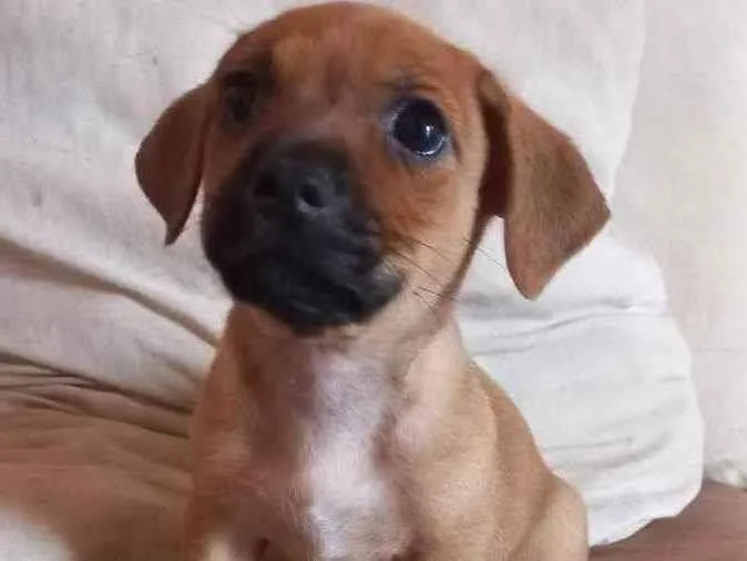 Cachorro ra a SRD idade Abaixo de 2 meses nome Filhote de cachorro