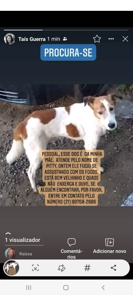 Cachorro ra a Não  definida idade 6 ou mais anos nome Pitty