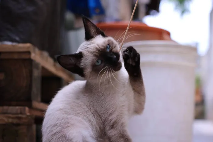 Gato raça SRD idade Abaixo de 2 meses nome Tico