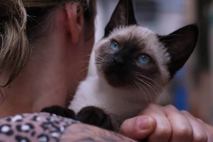 Gato raça SRD idade Abaixo de 2 meses nome Tico