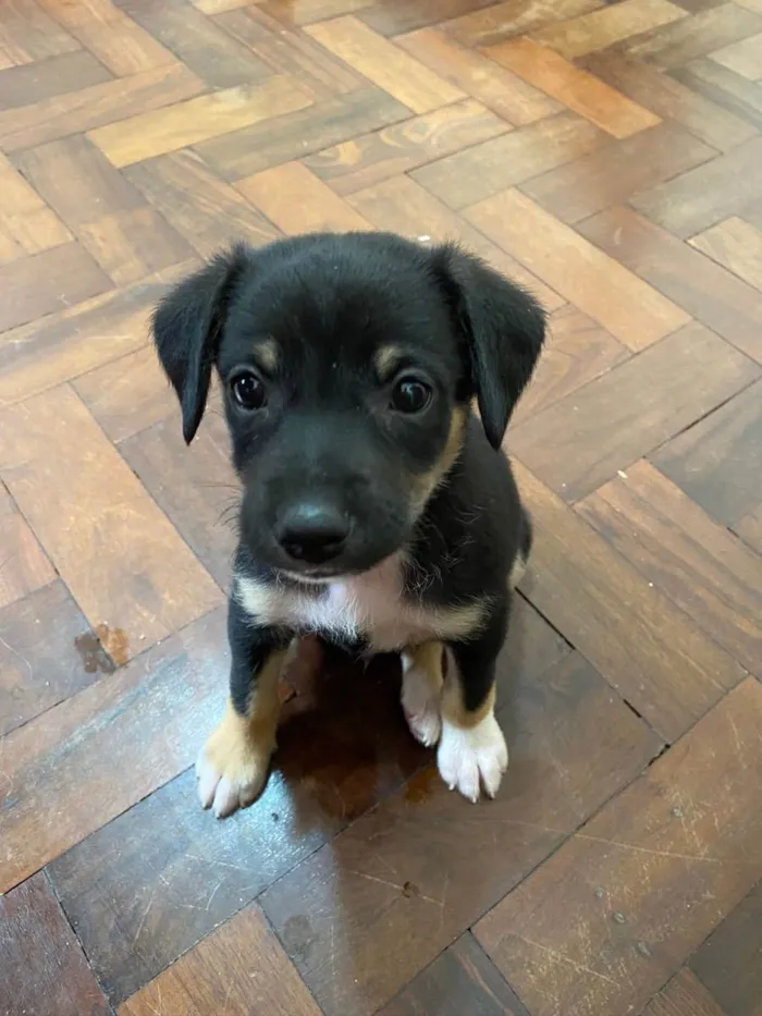 Cachorro ra a Vira  idade Abaixo de 2 meses nome Mike