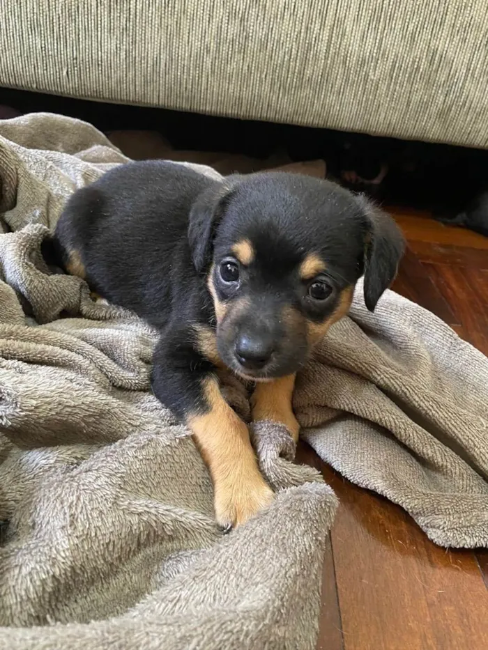 Cachorro ra a Linda idade Abaixo de 2 meses nome Eleven