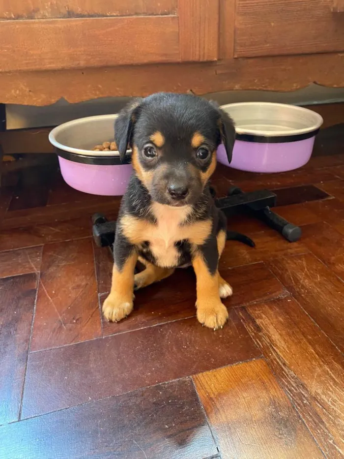 Cachorro ra a Linda idade Abaixo de 2 meses nome Eleven