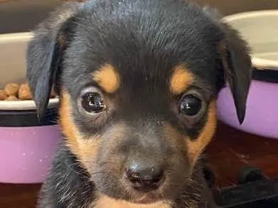 Cachorro ra a Linda idade Abaixo de 2 meses nome Eleven