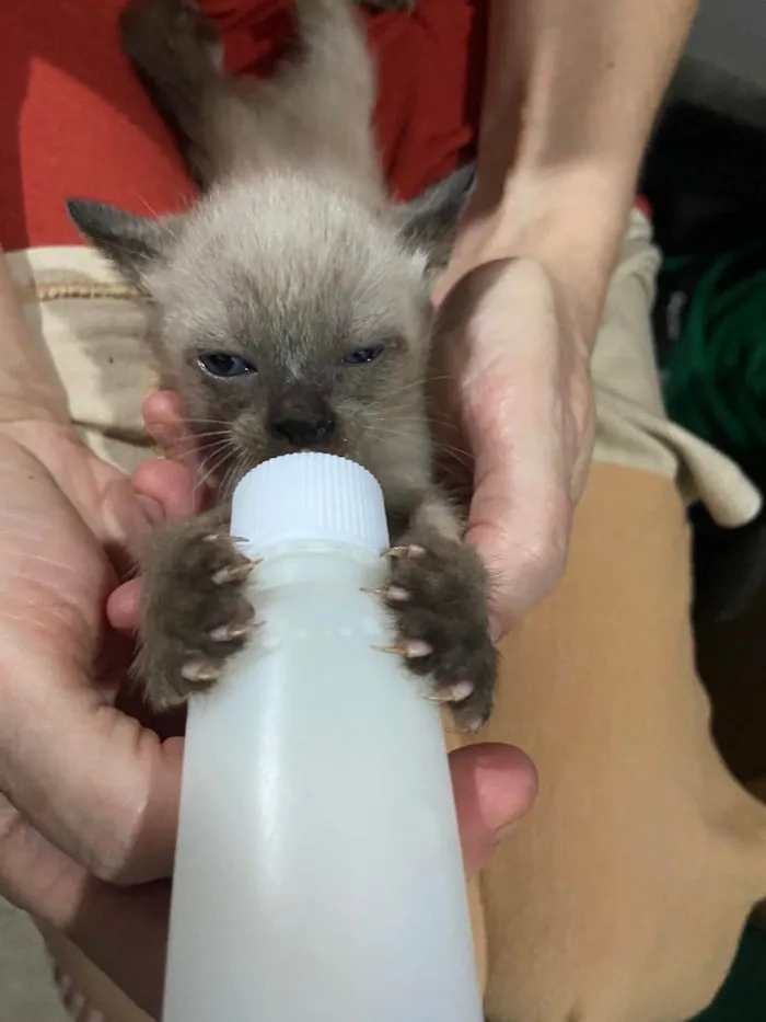 Gato ra a  idade Abaixo de 2 meses nome n tem 
