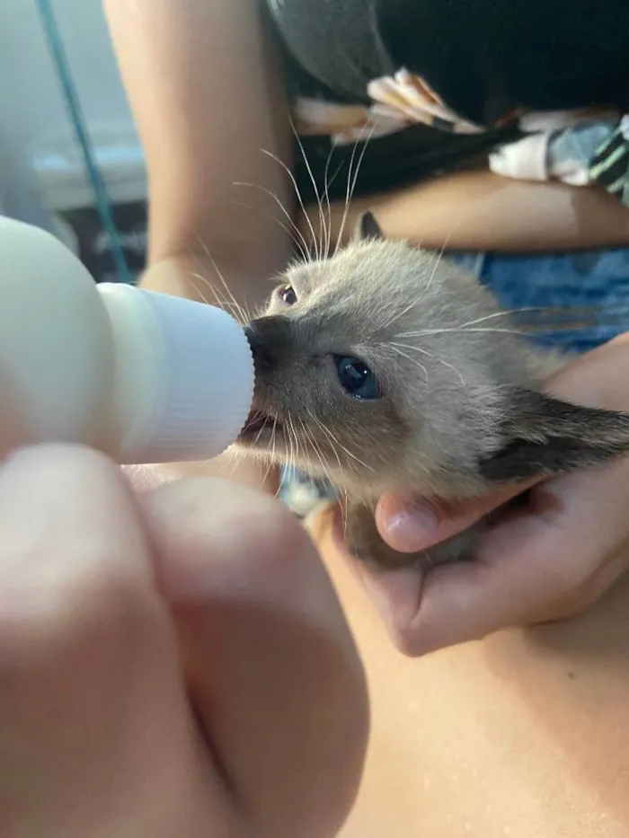 Gato ra a  idade Abaixo de 2 meses nome n tem 