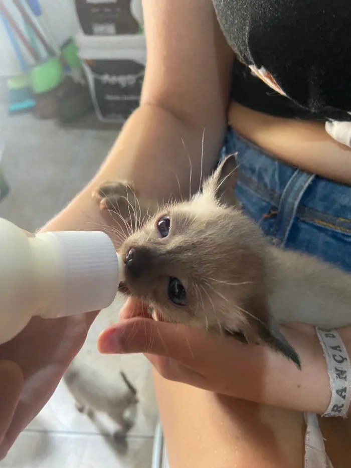 Gato ra a  idade Abaixo de 2 meses nome n tem 