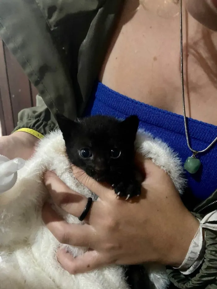 Gato ra a  idade Abaixo de 2 meses nome n tem 