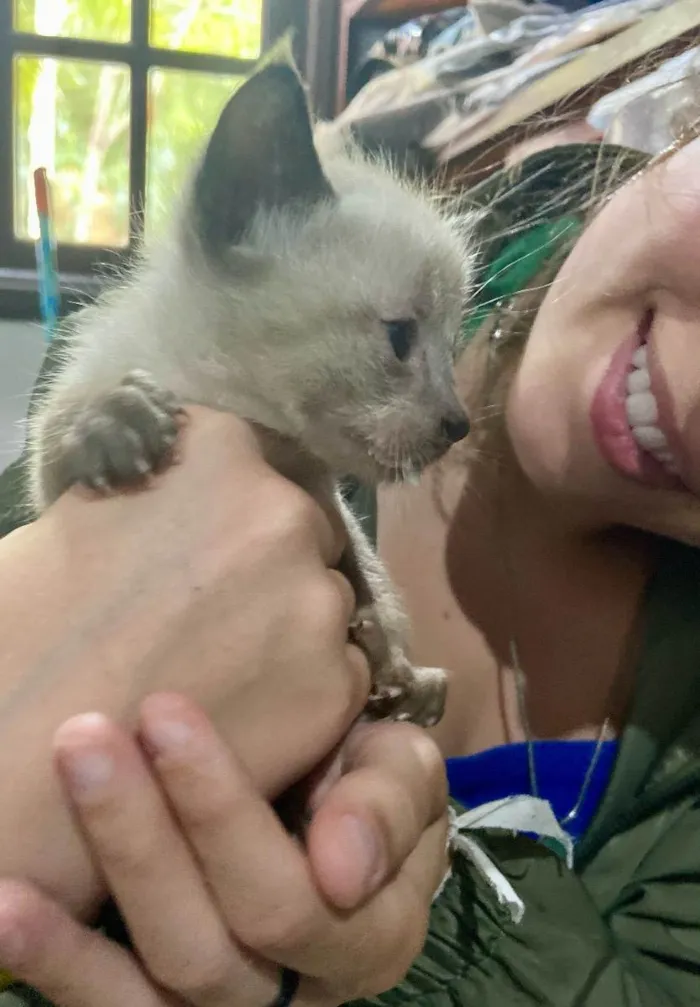 Gato ra a  idade Abaixo de 2 meses nome n tem 