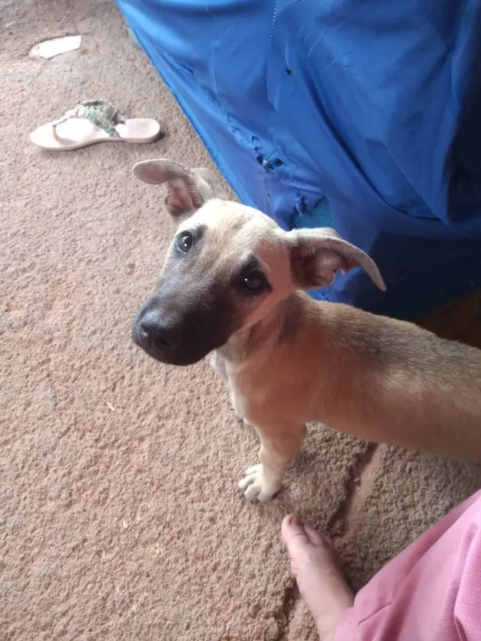 Cachorro raça Vira lata idade 2 a 6 meses nome Não tem um nome