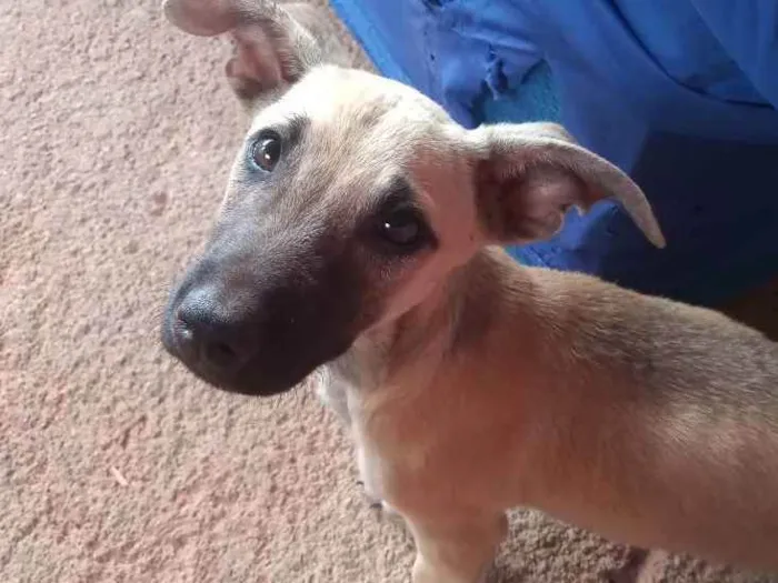 Cachorro raça Vira lata idade 2 a 6 meses nome Não tem um nome