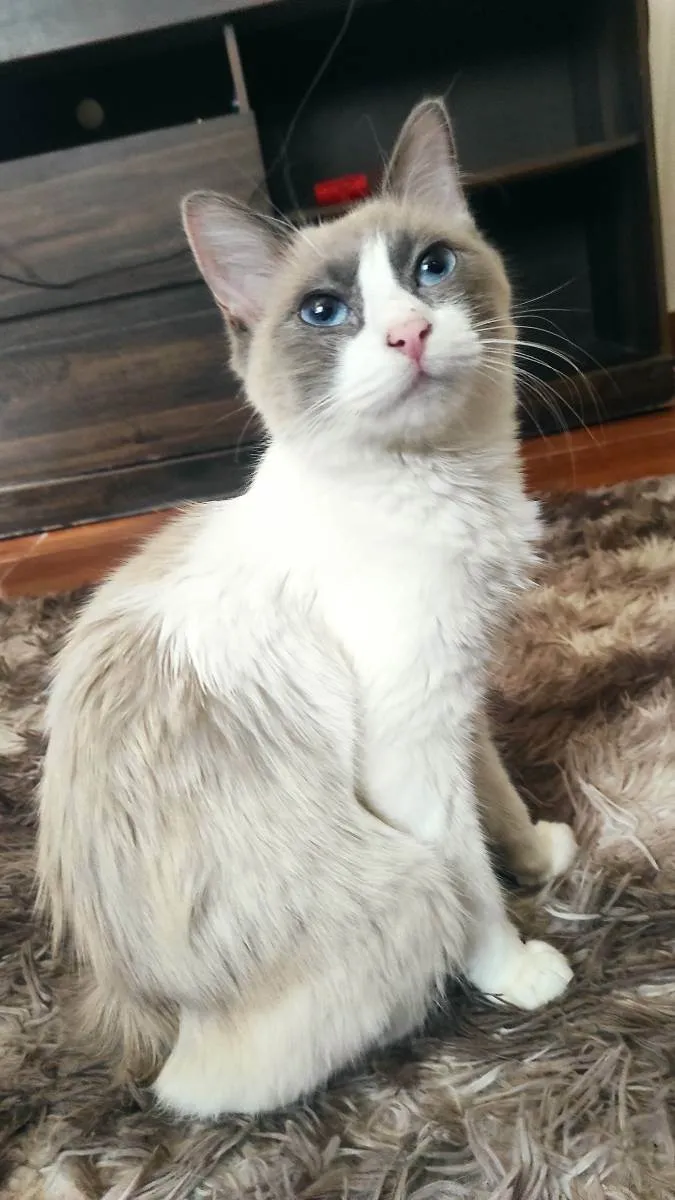 Gato ra a Siamês idade 1 ano nome Lumi e filhos 