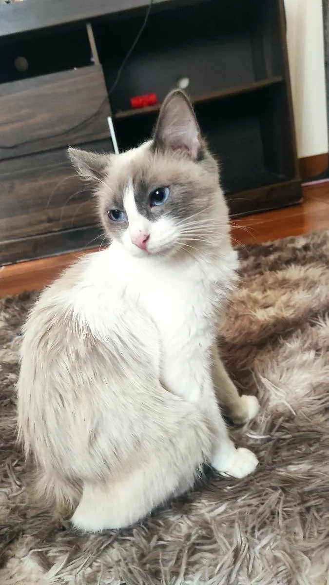 Gato ra a Siamês idade 1 ano nome Lumi e filhos 