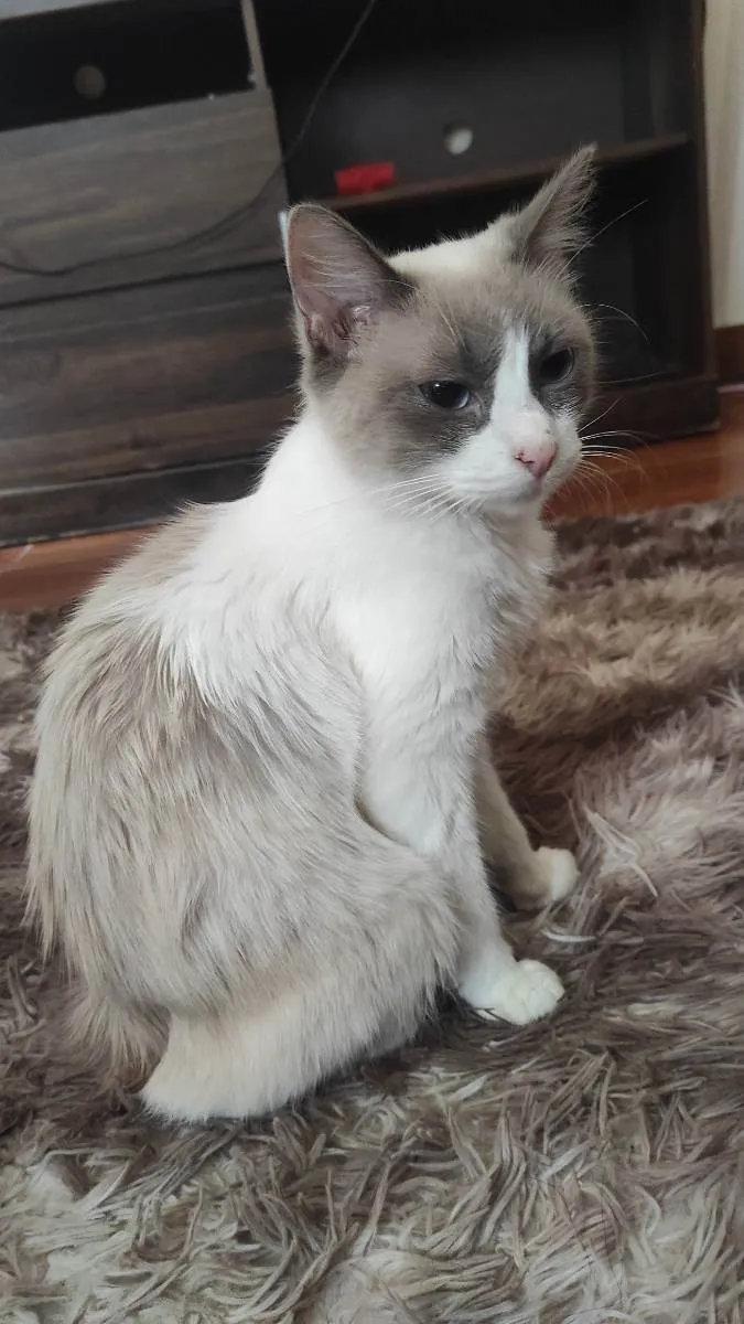 Gato ra a Siamês idade 1 ano nome Lumi e filhos 