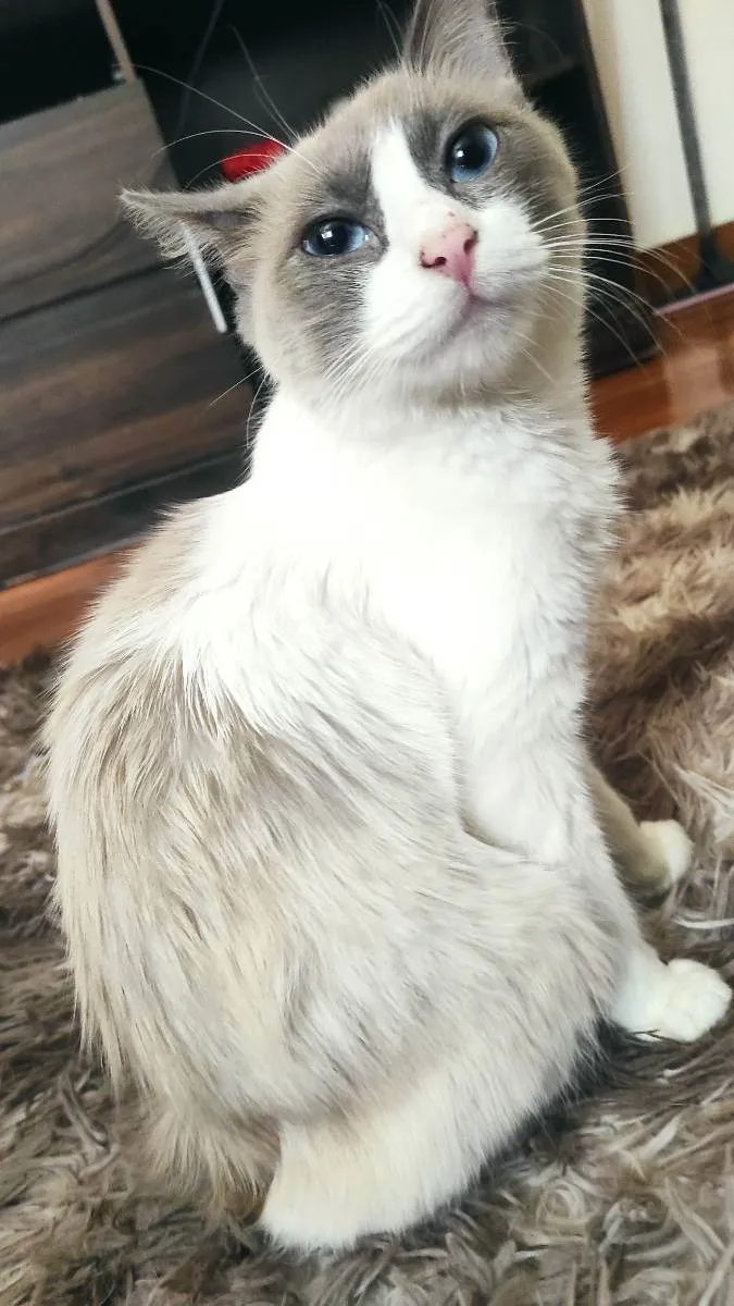 Gato ra a Siamês idade 1 ano nome Lumi e filhos 