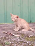 Bili, Bolinha e Bolo