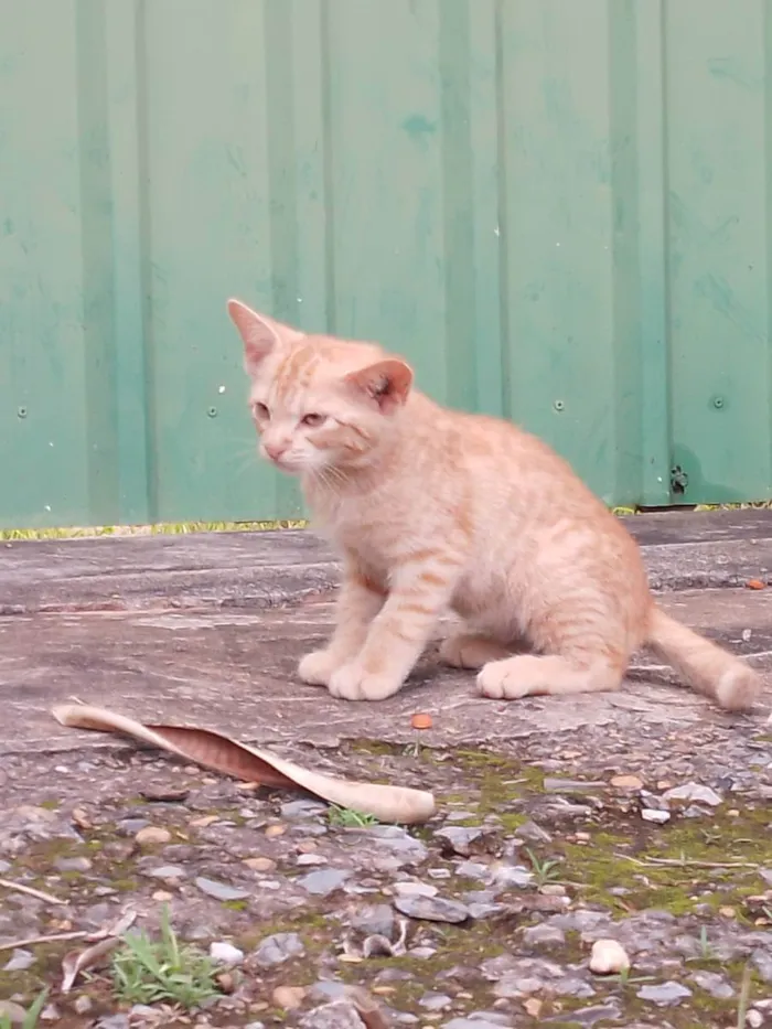 Gato ra a Vira-lata idade 2 a 6 meses nome Bili, Bolinha e Bolo