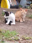 Bili, Bolinha e Bolo