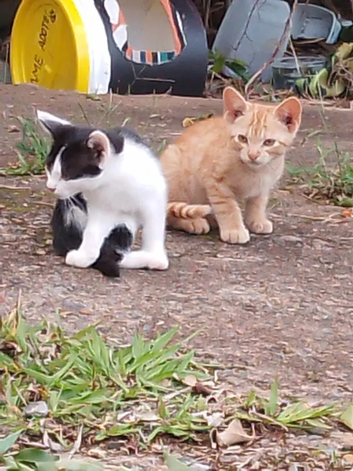 Gato ra a Vira-lata idade 2 a 6 meses nome Bili, Bolinha e Bolo