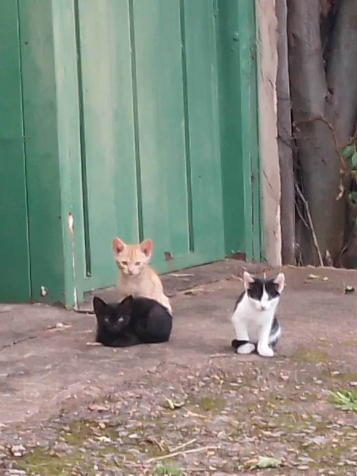 Gato ra a Vira-lata idade 2 a 6 meses nome Bili, Bolinha e Bolo
