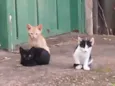 Bili, Bolinha e Bolo