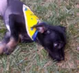 DOCINHO