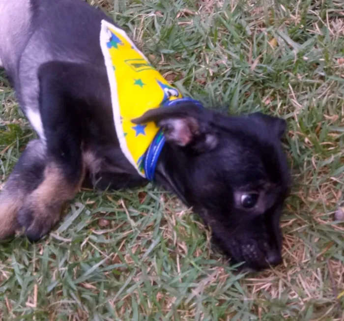 Cachorro ra a S/R idade 2 a 6 meses nome DOCINHO