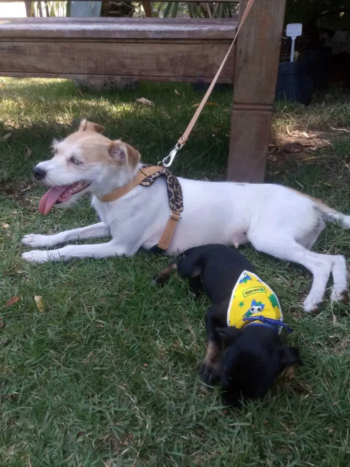 Cachorro ra a S/R idade 2 a 6 meses nome DOCINHO