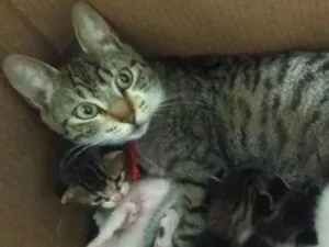 Gato raça Sem raça definida  idade Abaixo de 2 meses nome Sem nome 