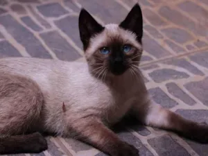 Gato raça SRD idade Abaixo de 2 meses nome Tico