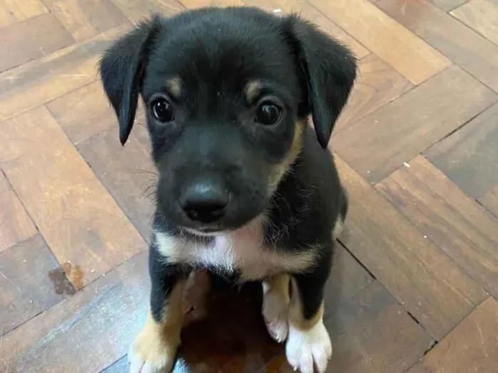 Cachorro ra a Vira  idade Abaixo de 2 meses nome Mike