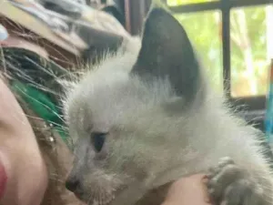 Gato raça  idade Abaixo de 2 meses nome n tem 