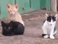 Bili, Bolinha e Bolo