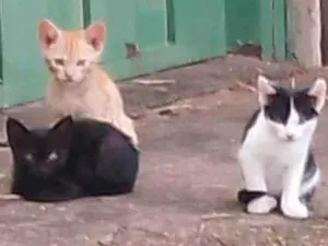 Gato raça Vira-lata idade 2 a 6 meses nome Bili, Bolinha e Bolo