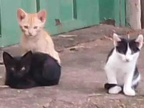 Gato ra a Vira-lata idade 2 a 6 meses nome Bili, Bolinha e Bolo