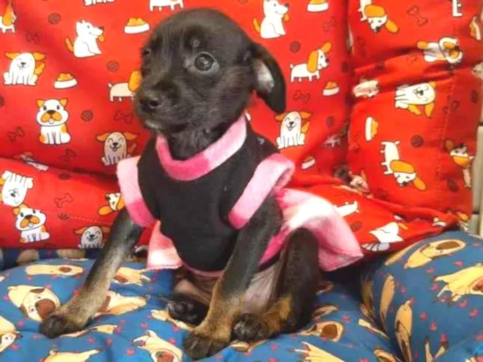 Cachorro ra a S/R idade 2 a 6 meses nome DOCINHO