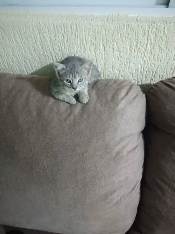 Gato ra a Srd idade 2 a 6 meses nome Bartolomeu