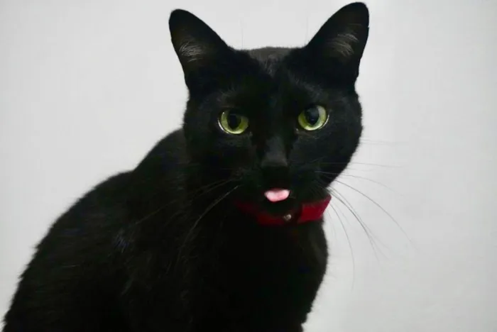 Gato ra a Srd idade 3 anos nome Luã