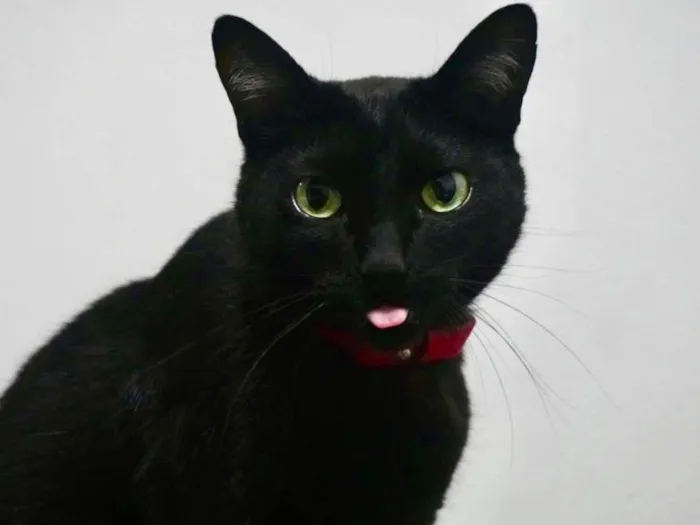 Gato ra a Srd idade 3 anos nome Luã