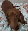 Cachorro raça Basset idade 7 a 11 meses nome Lucky