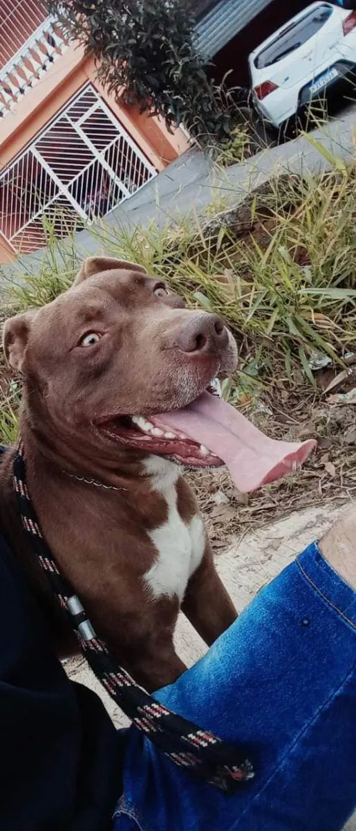 Cachorro ra a Pit Bull idade 2 anos nome Thor