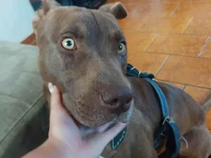 Cachorro raça Pit Bull idade 2 anos nome Thor